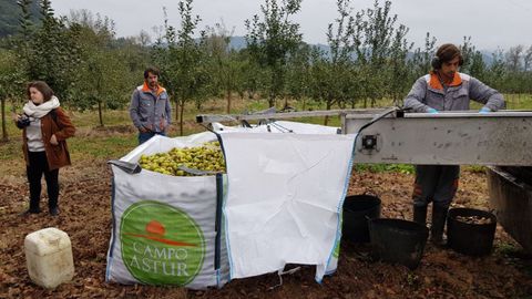 Elaboracin de la sidra