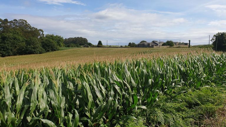Imagen exterior de la finca Riobarba, en la que el maíz sigue siendo un cultivo muy destacado