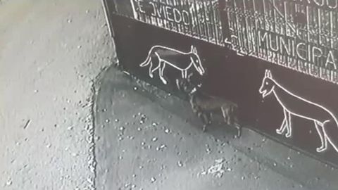 Perro abandonado en el Albergue de Animales de Oviedo