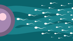 La elaboracin ininterrumpida de millones espermatozoides cada da hace que se produzca un envejecimiento progresivo en las clulas del tejido testicular.