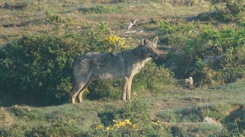 Un ejemplar de lobo fotografiado en el concello corus de Dumbra