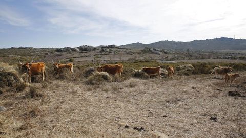 Vacas pastan en el monte comunal de Lucenza, en una imagen de archivo.