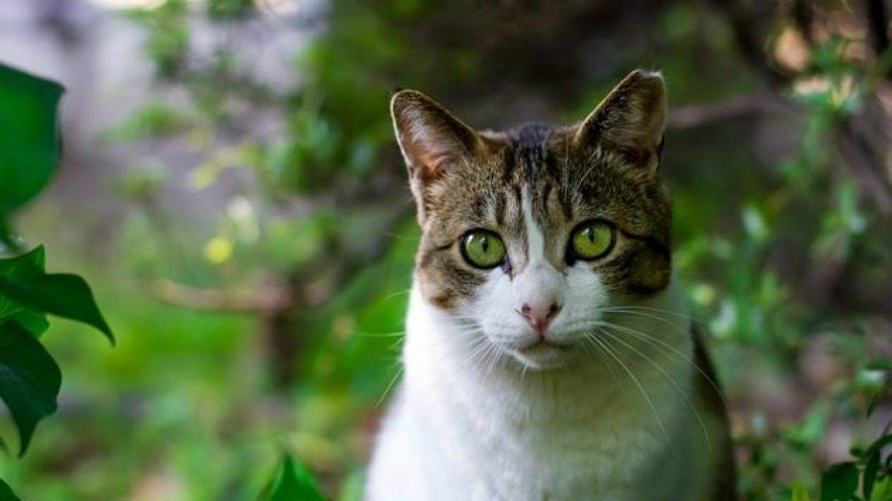 As es el increble puente dorado de Vietnam.Perspolis