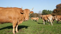 La ganadera, tanto de leche como de carne, est muy presente en Friol y explica proyectos como el de permutas de fincas