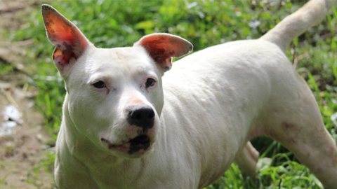 Yuka, una perra en adopci�n del albergue de Ser�n