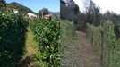 En antes y el despus de la tormenta de granizo en una plantacin de fabes en Belmonte de Miranda