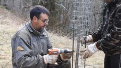 Voluntario de FAPAS colocando el sistema de proteccin a los cerezos plantados