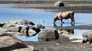 Una vaca bebe agua en la ribera del embalse de la presa de Caia, en Portugal