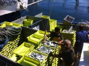 Descarga de sardina en la lonja de A Coru�a