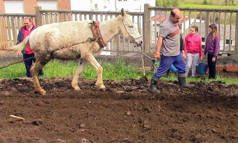Toto aport el jumento con el que araron el terreno para sembrar las patatas en el Ceip Juan Rey.