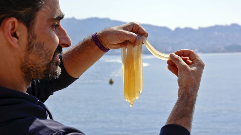 Más de 450.000 huevos de choco y calamar rescatados para repoblar la ría de Vigo