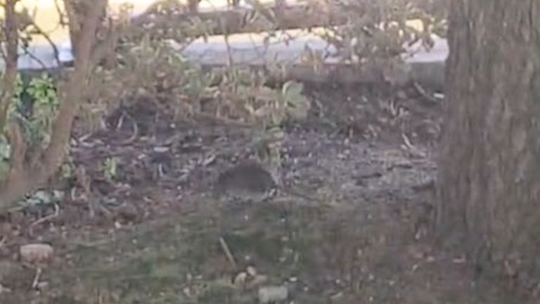 Vuelven las ratas al parque de Ramírez de Santiago: «Yo trabajo a diario desde mi estudio de interiorismo viéndolas»