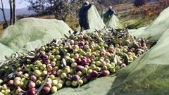 Recogida de la aceituna, en una foto de archivo, en un olivar de la comarca de Quiroga