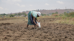 Una mujer planta maz en un campo periurbano del municipio de Kuwadzana, en Zimbabue.
