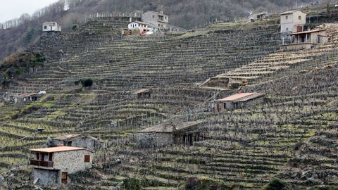 Construcciones en las laderas plantadas de viñas de San Fiz de Asma