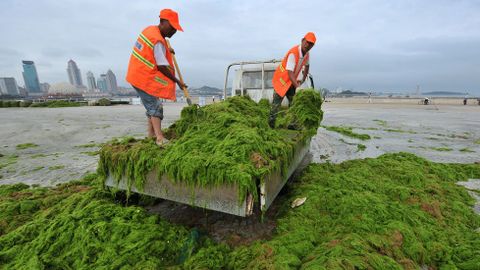 Trabajadores descargando algas en una fábrica en Qingdao (China).