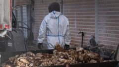 Imagen de gallinas sacrificadas en una granja en la que se detect un foco de gripe aviar el mes pasado