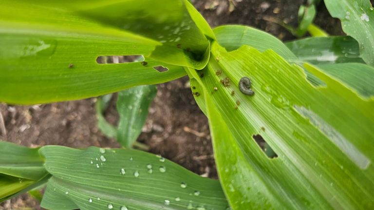 Medio Rural pide permiso a Agricultura para combatir con drones al gusano soldado