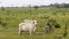 Vacas en un prado ubicado en un bosque deforestado de Colombia