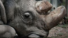 Muere Sudn, el ltimo rinoceronte blanco del norte del mundo