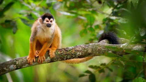Mono ardilla centroamericano, de la misma especie que seis de los ejemplares rescatados