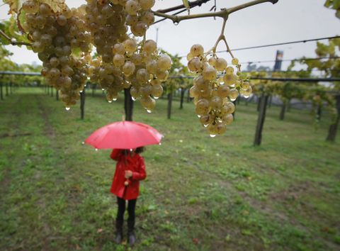 Las fuertes lluvias pueden causar daos en la uva que todava est sin vendimiar. 