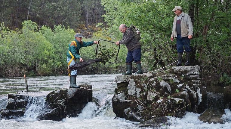 La Xunta abre las solicitudes para pescar lamprea en el río Tea
