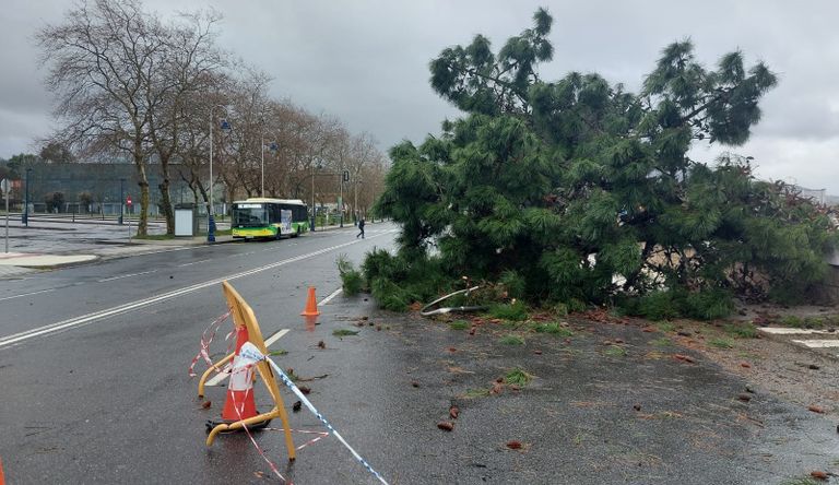 Árbol caído en Samil por el temporal