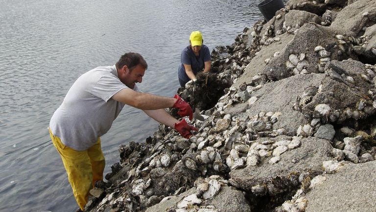 La ostra es la salvación en O Barqueiro y Espasante, que mima el berberecho