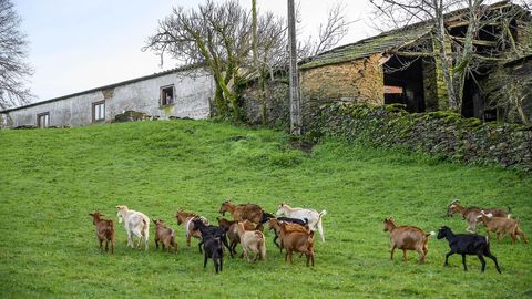 Un rebao de cabras en un prado de la aldea