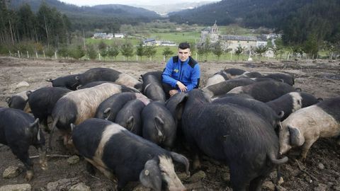 Nando Lpez, con sus porcos celtas, en Couboeira, Mondoedo