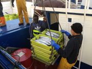 Descarga de bonito del Atl�ntico en el puerto de A Coru�a