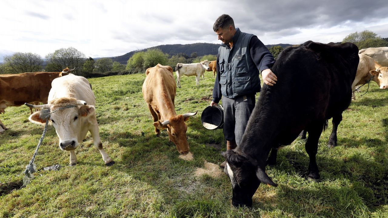 Cuantas vacas hay en galicia