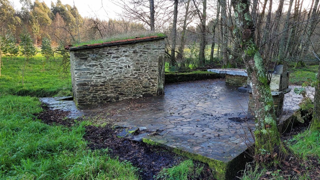 Ases la iglesia vieja de Ribas de Mios.Un trabajador del museo seala desde un antiguo vagn uno de los nidos de pjaro carpintero que hay en los rboles del recinto musestico y que fueron puestos al descubierto en una reciente poda 