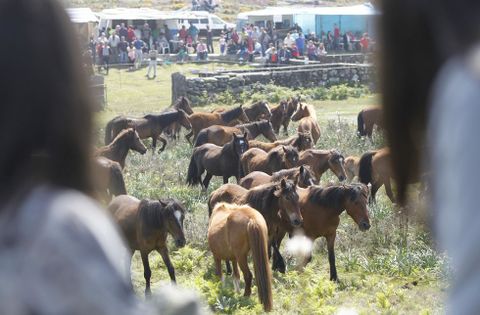 La rapa das bestas de A Valga inaugur la temporada de curros en Galicia el domingo. 