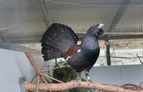 Urogallo cantábrico