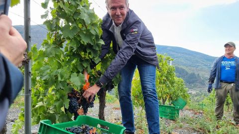 Alfonso Rueda, vendimiando en un viñedo de la bodega Joaquín Rebolledo en Somoza (A Rúa de Valdeorras).