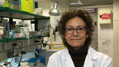 Coral Sanfeliu es investigadora en longevidad en el Instituto de Investigaciones Biom�dicas de Barcelona -�<br />CSIC.