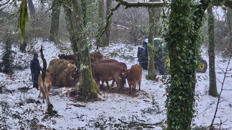 El ganadero Miguel Vales, tras dar de comer a sus vacas en el monte de A Lama: «Días como hoxe sería moi bonito estar ao lado dunha estufa e mirando a televisión, pero aos que nos gusta disfrutamos disto»