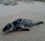 La foca, ayer por la maana en la zona de Arou.