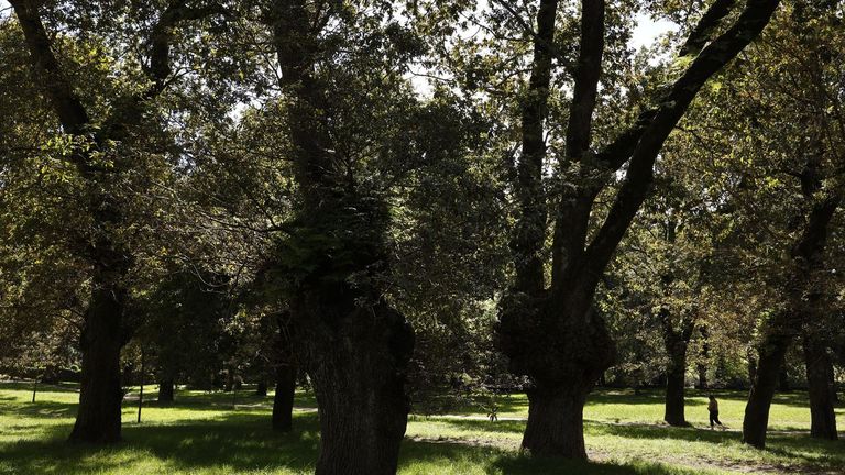 Caldas aspira a devolver su «esplendor» a la Carballeira y Parque Jardín en el 2026
