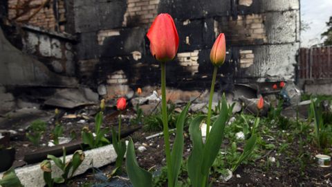 Tulipanes en una zona bombardeada de Irpín, en los alrededores de Kiev
