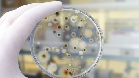 Cultivo de hongos para investigación en un laboratorio
