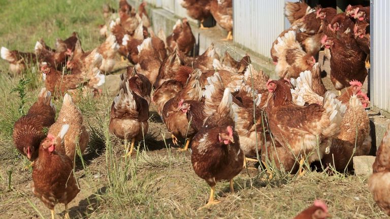 Gallinas ponedoras en una imagen de archivo