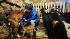 La ganadera y elaboradora de queso Cabrales Jessica Lopez con su rebao de cabras en una cabaa prxima a Tielve