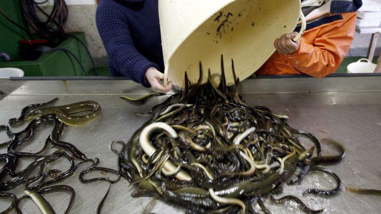 Abre la pesca de anguila en las rías de Vigo y Arousa por 6 meses