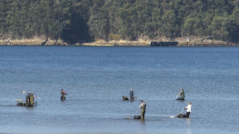 La lenta recuperación de la almeja ahonda la crisis marisquera en la ría de Pontevedra