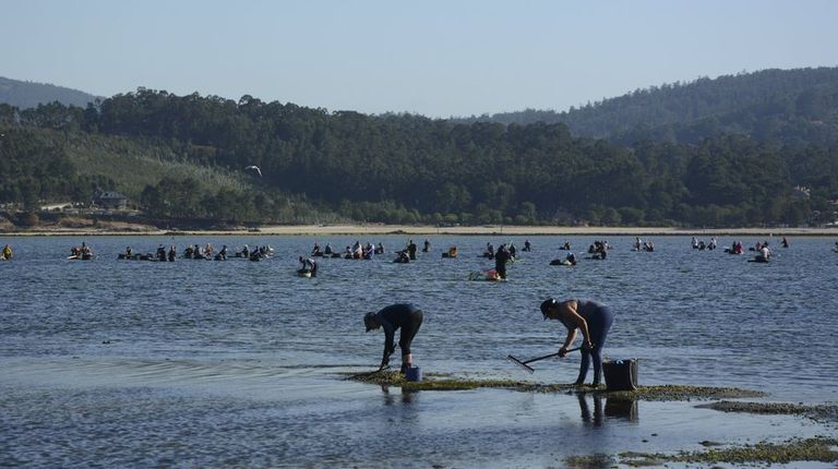 Mariscadoras en la ría de Pontevedra, en una foto de archivo, una imagen que no se repetirá al menos hasta mediados de abril