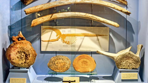 Exposici�n sobre pesca ballenera en el Museo Mar�timo de Luanco