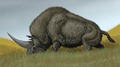 El elasmoterio, una especie extinta de mamfero perisodctilo de la familia Rhinocerotidae 